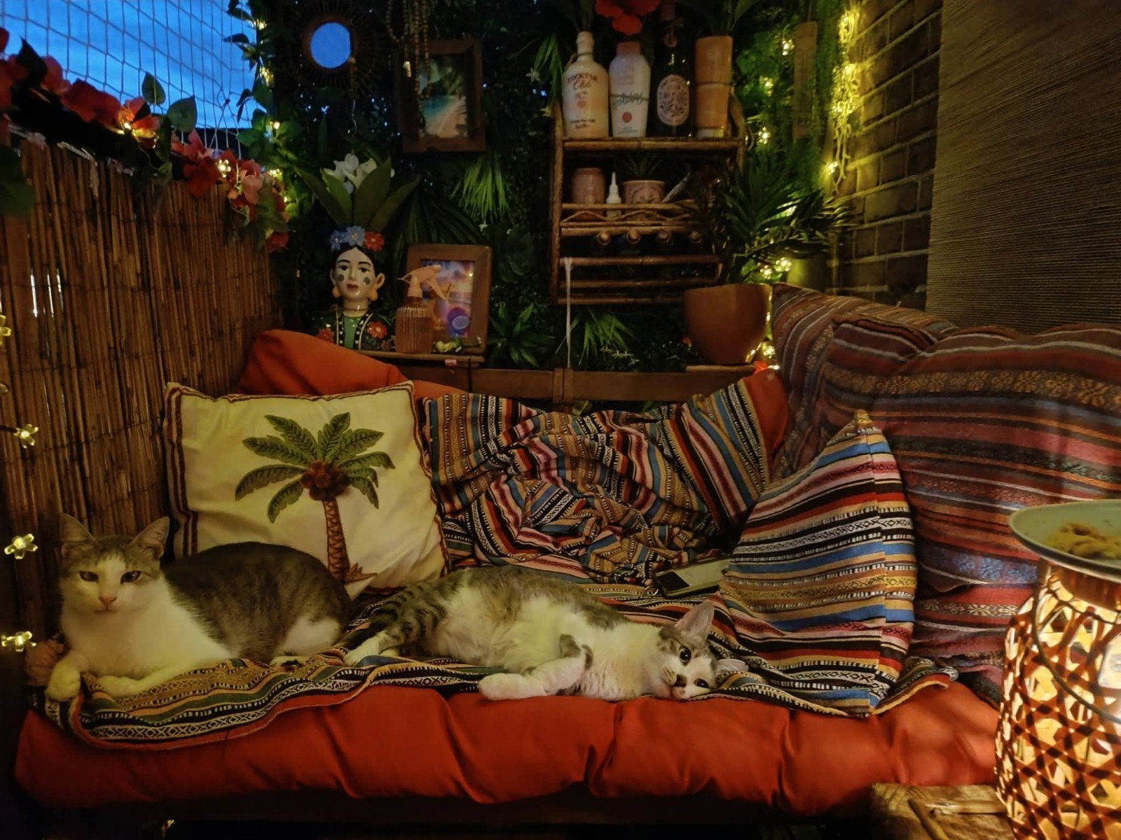 Kat en huis oppas gezocht ; periode tussen 23 nov en 20 dec, Ophalen