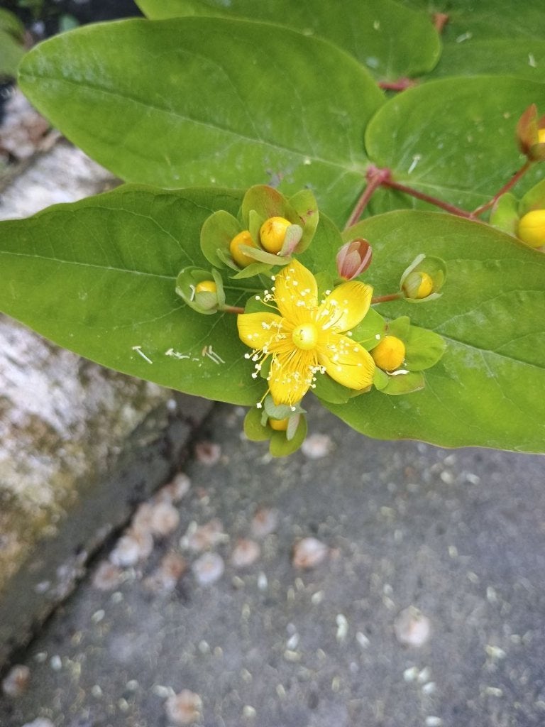 Hypericum (algemeen) - Hertshooi, Vaste plant, Halfschaduw, Zomer, Ophalen
