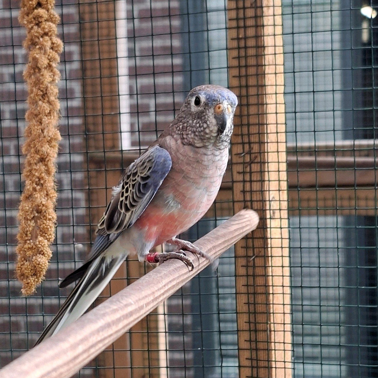 bourke bourks man, Mannelijk, Parkiet, Geringd