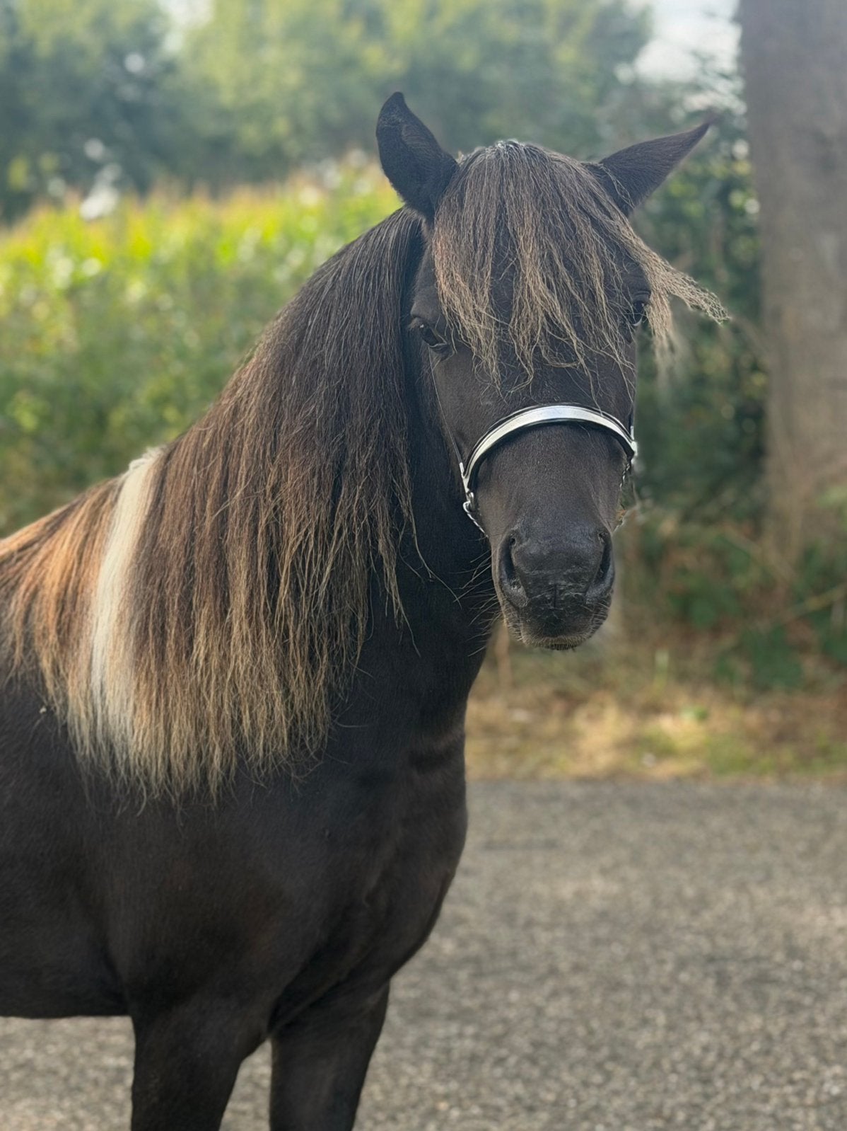 Zilverappel bonte NMPRS merrie met hengstveulen, Met stamboom, Niet van toepassing, A pony (tot 1.17m), 3 tot 6 jaar