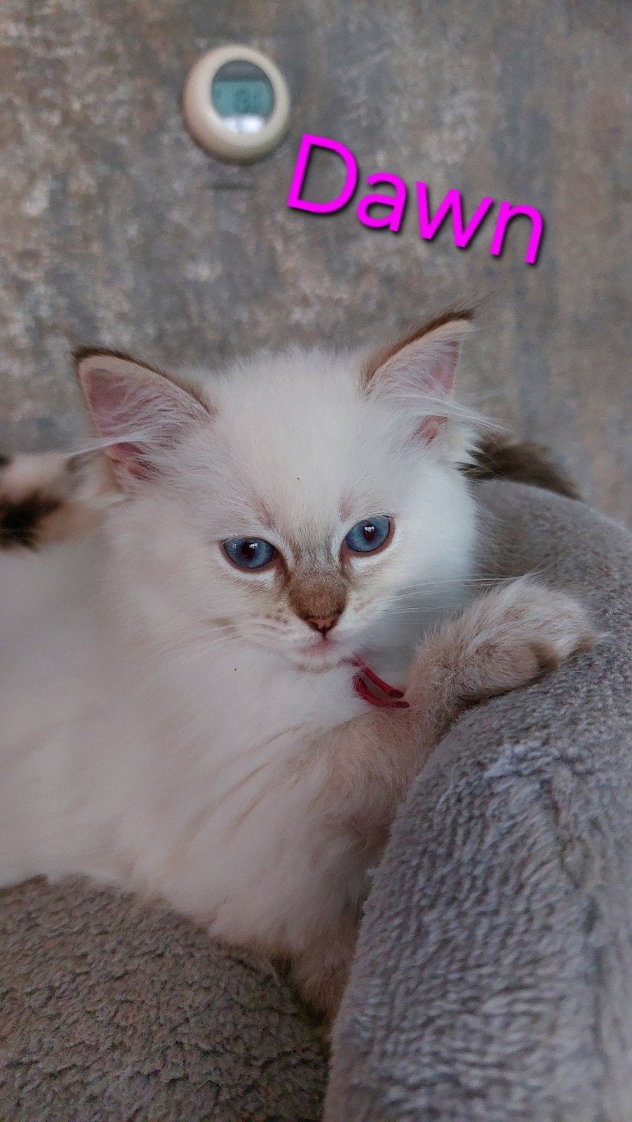 Chocolate lynx Ragdoll kittens met stamboom, Meerdere dieren, Met stamboom, 0 tot 2 jaar