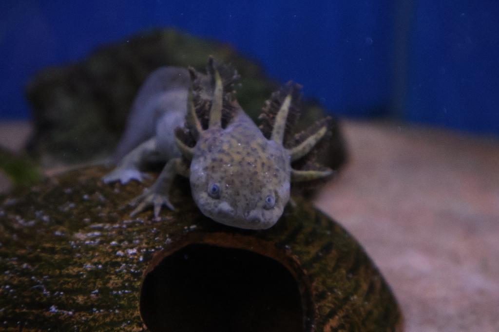 axolotl (Ambystoma mexicanum), Amfibie, 0 tot 2 jaar
