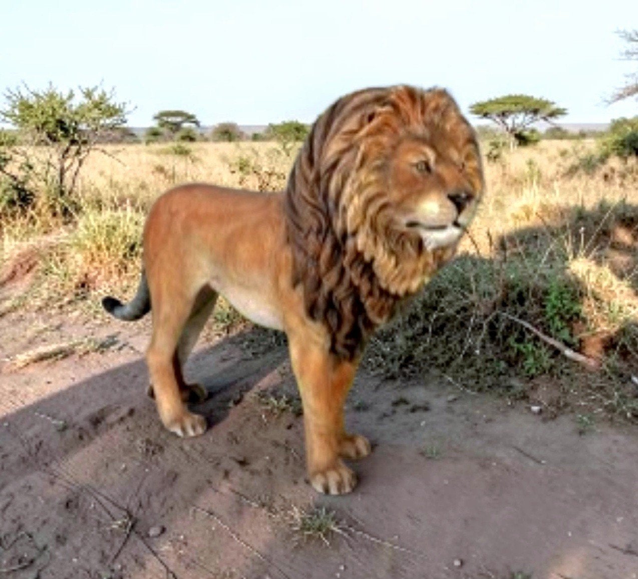 XL Leeuw beeld 150 cm. Lion King beelden van leeuwen, Ophalen, Nieuw, Kunststof