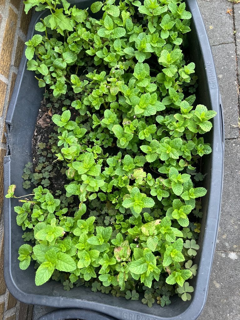 Munt, Ophalen, Vaste plant, Kruiden, Volle zon