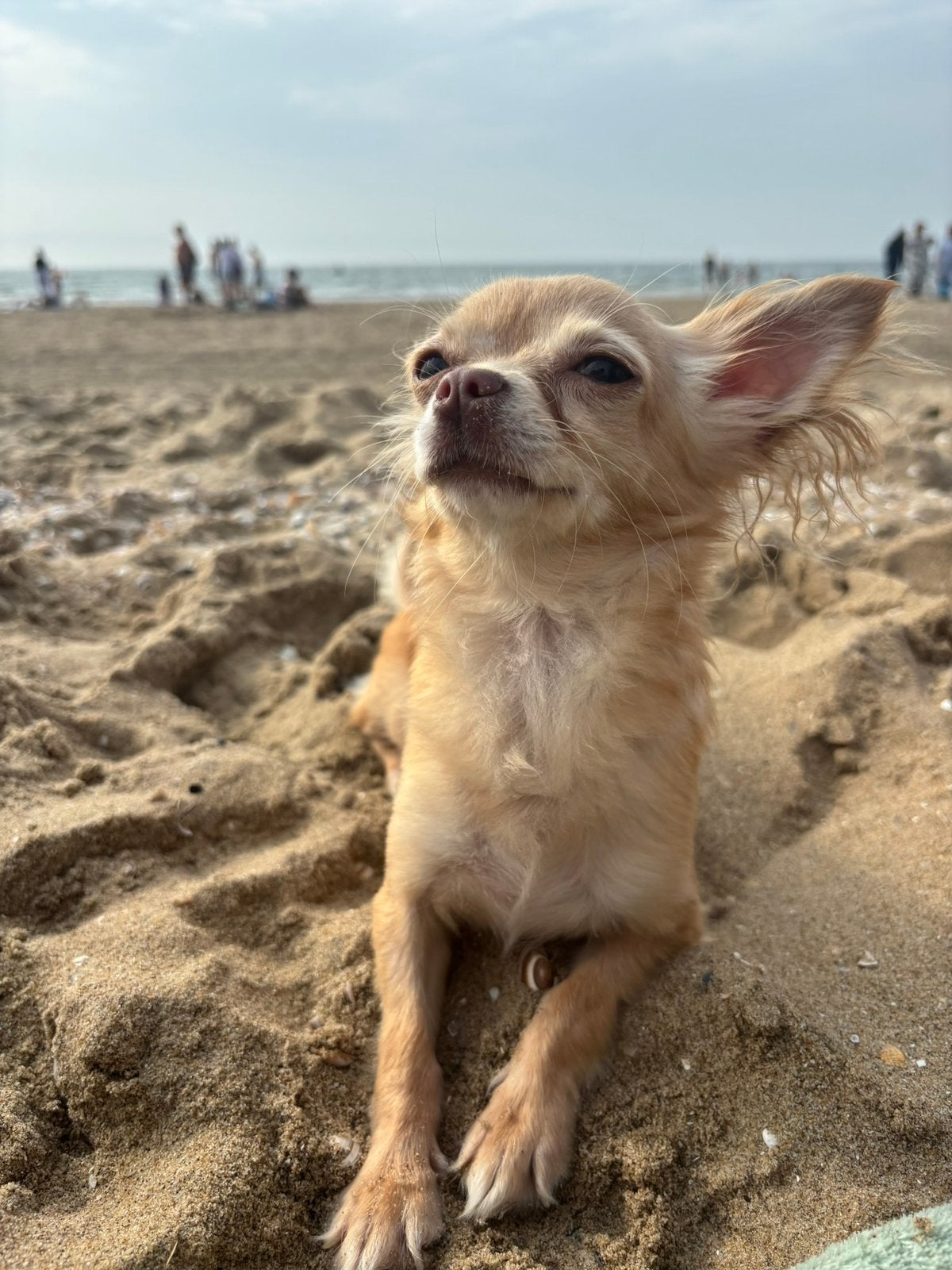 Chihuahua teefje 2 jaar, Dieren en Toebehoren, Honden | Chihuahua's en Gezelschapshonden, 1 tot 2 jaar, Teef, Parvo, Eén hond