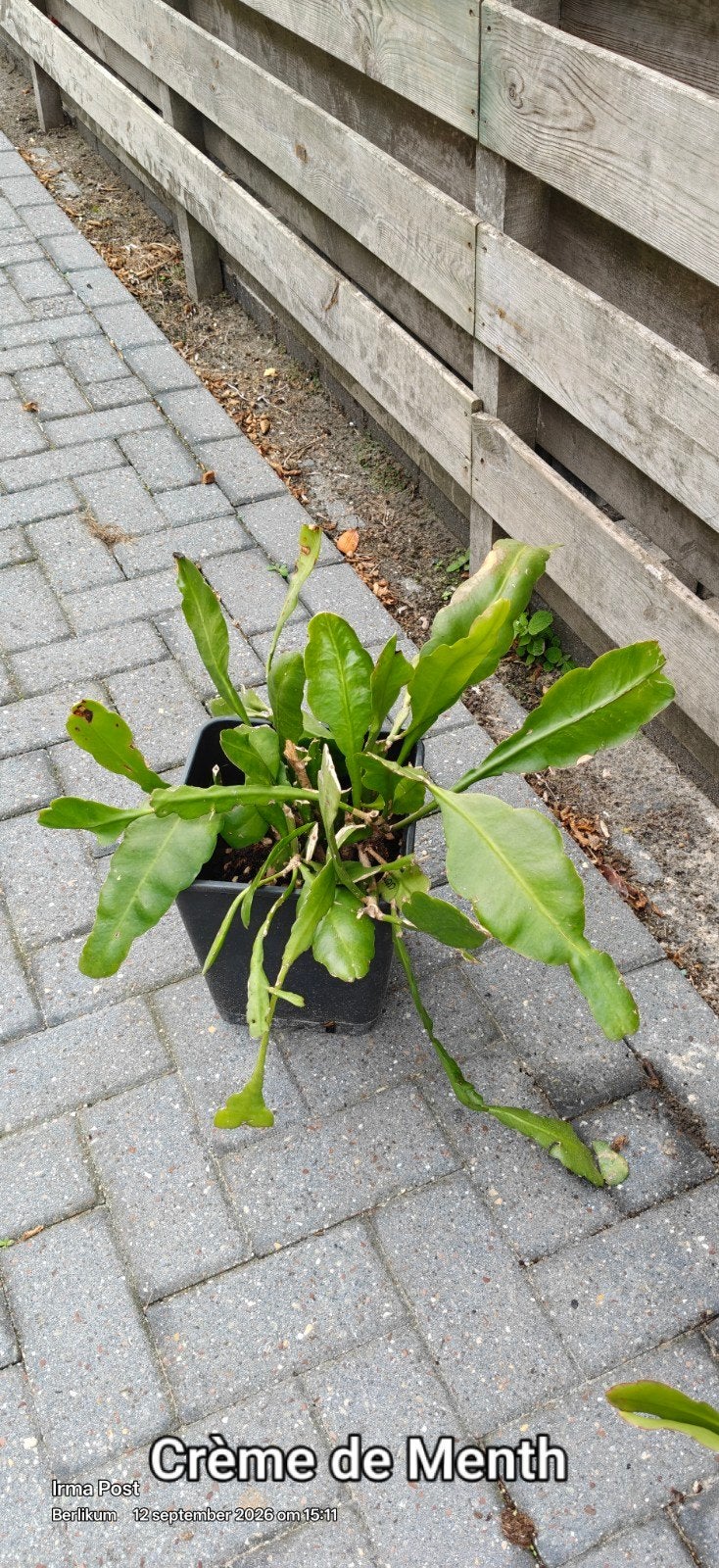 Crème de Menthe plant - Epiphyllum hybride, Bloeiende kamerplant, Ophalen, Volledige schaduw, Minder dan 100 cm