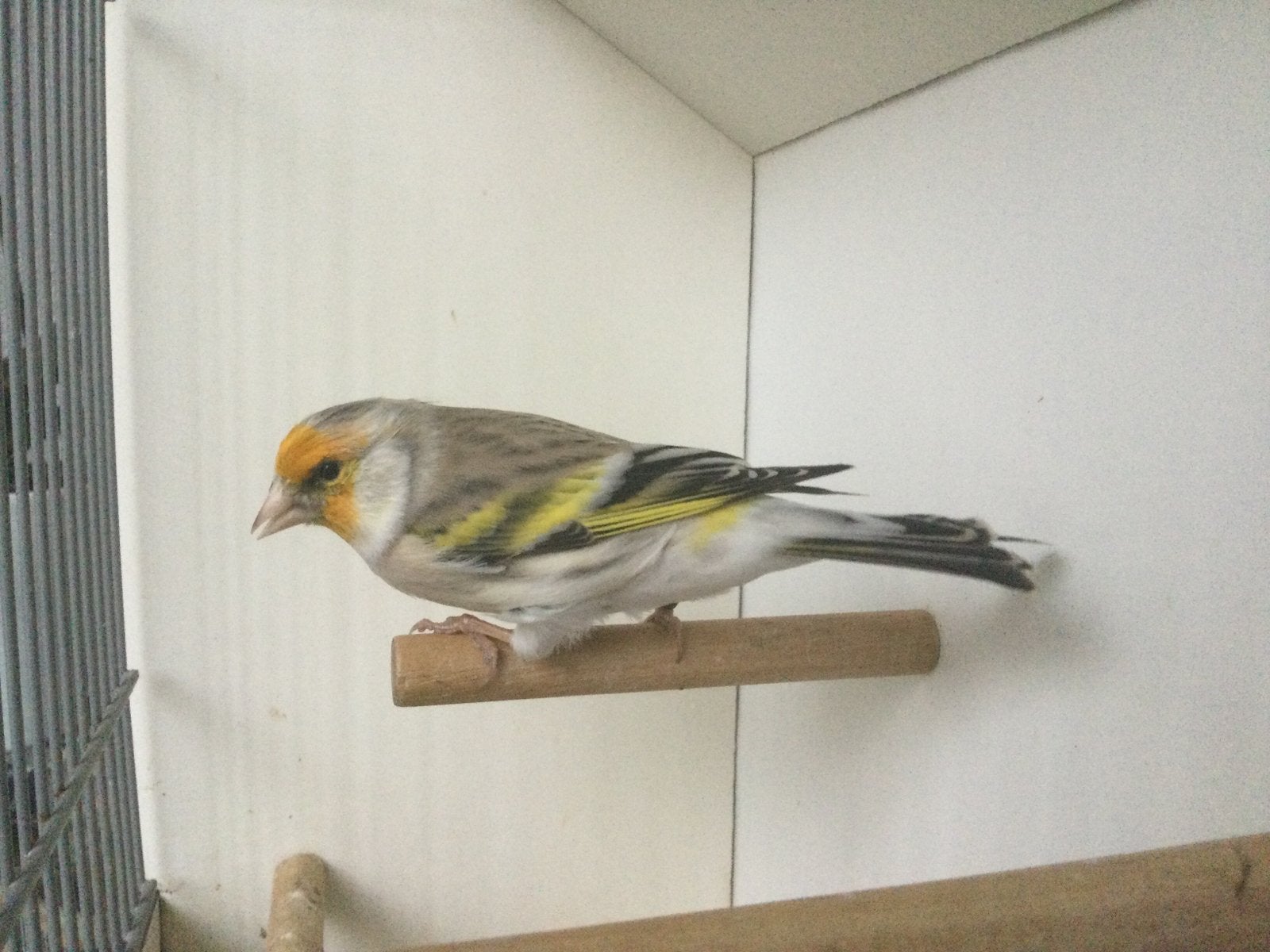 Putter  X kanarie. Bastaard 2026. Mooie vogel.., Dieren en Toebehoren, Mannelijk, Wildzangvogel, Geringd