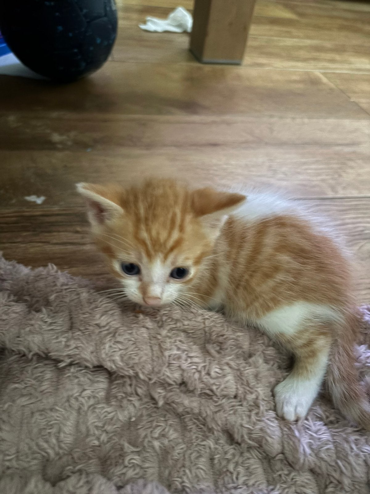 Nog 3 schattige kittens, Meerdere dieren, Ontwormd