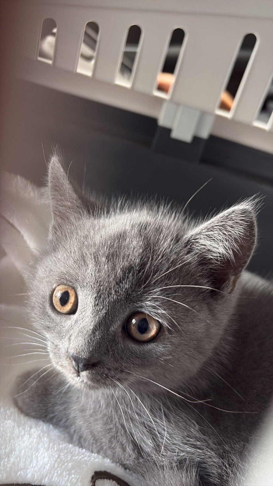 britse korthaar, Kater