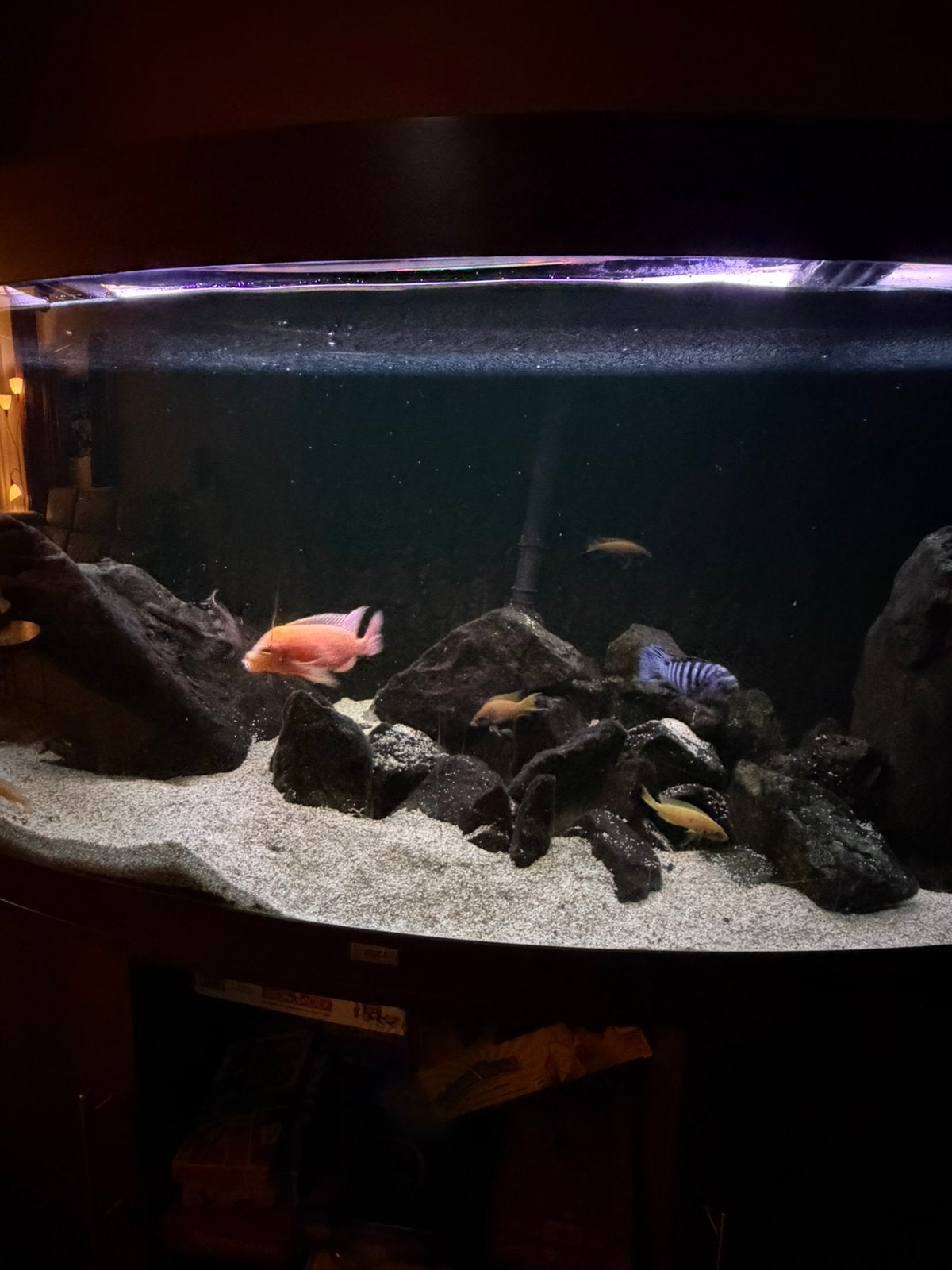 Tanganyika cichliden bestand, Vis, Zoetwatervis