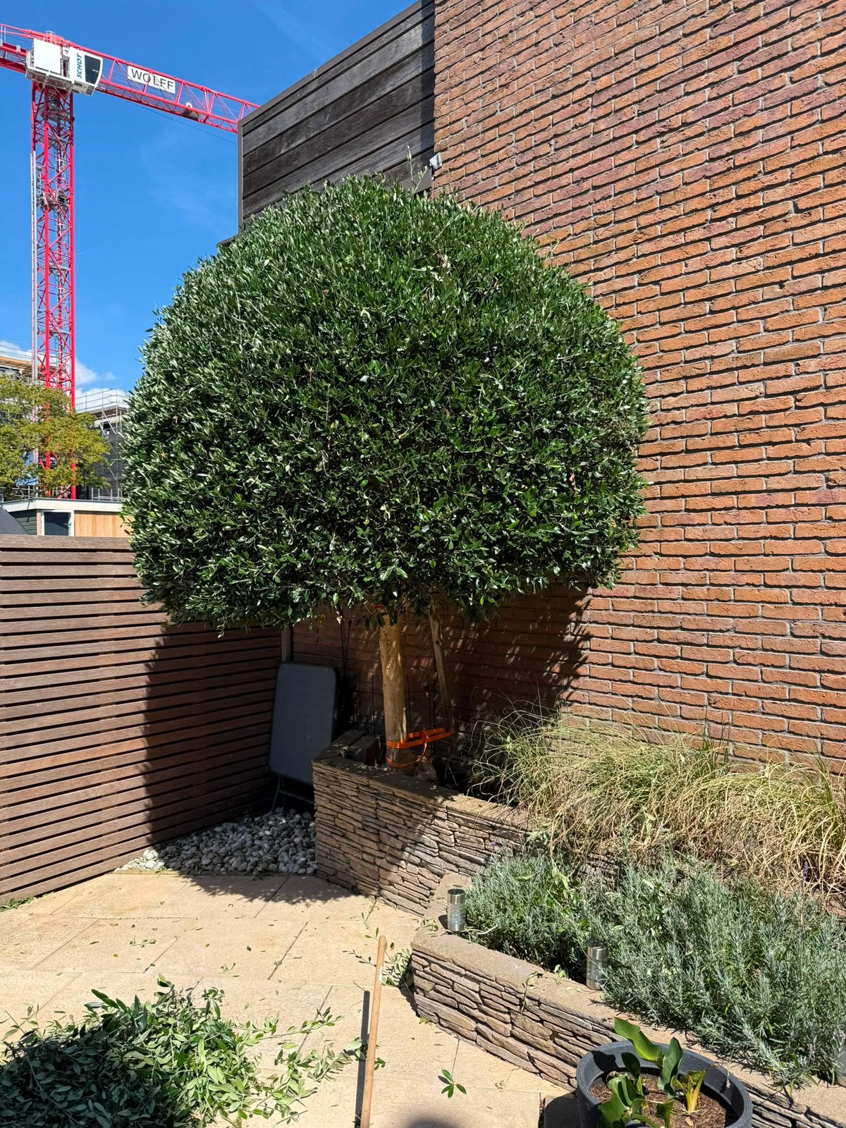 Prachtige olijfboom, 100 tot 250 cm, Olijfboom, Zomer, Ophalen