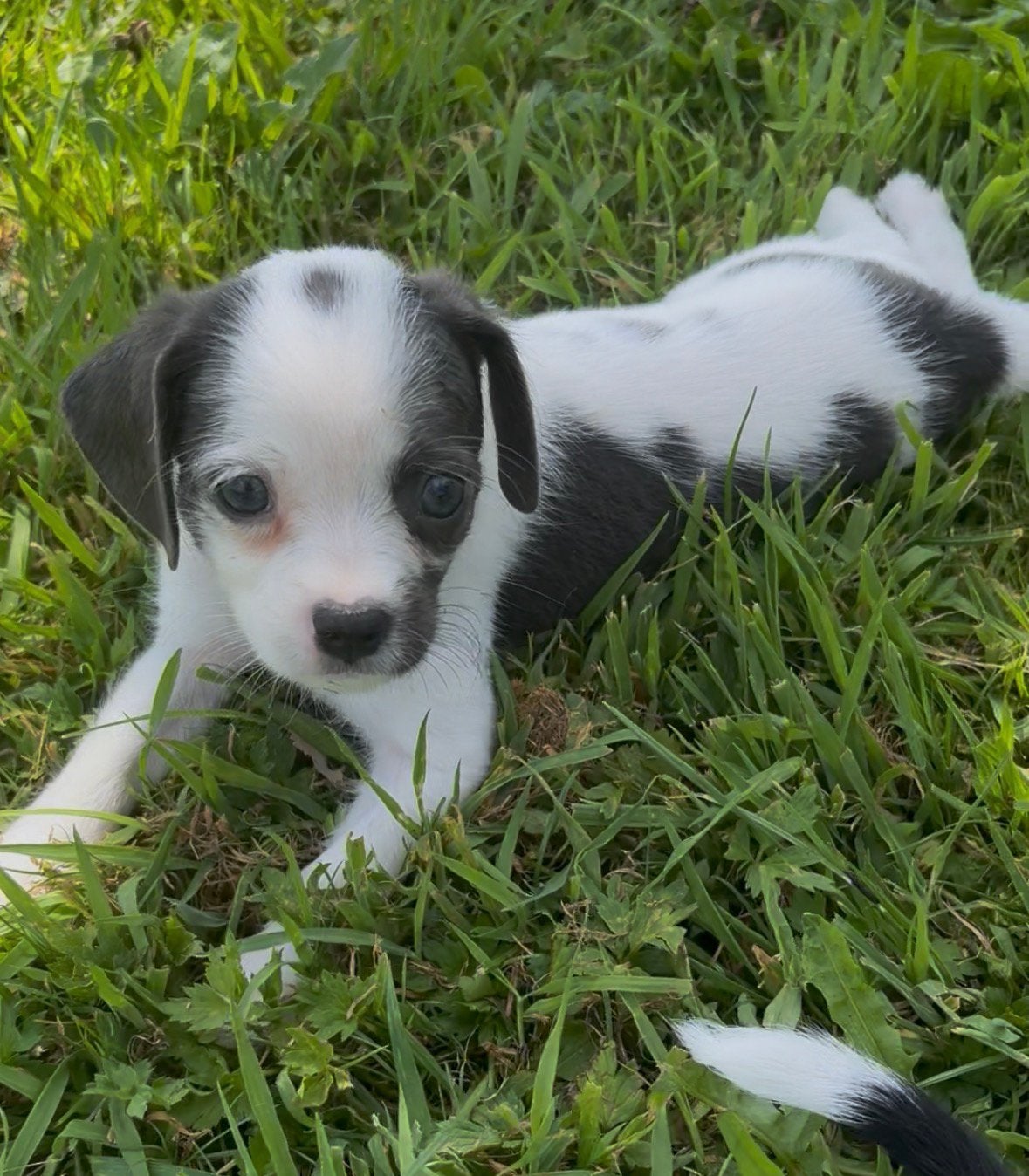 Super lieve gezonde kruising puppy’s, Parvo, 8 tot 15 weken, Meerdere, Meerdere dieren