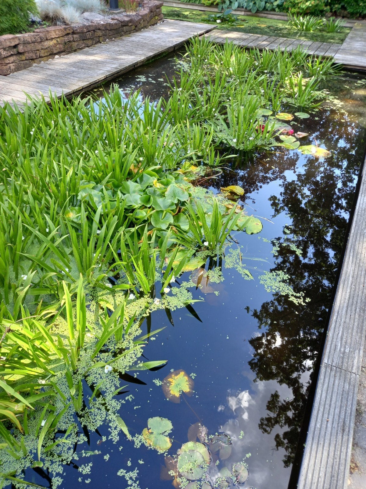 mooie grote krabbescheer, Tuin en Terras, Ophalen