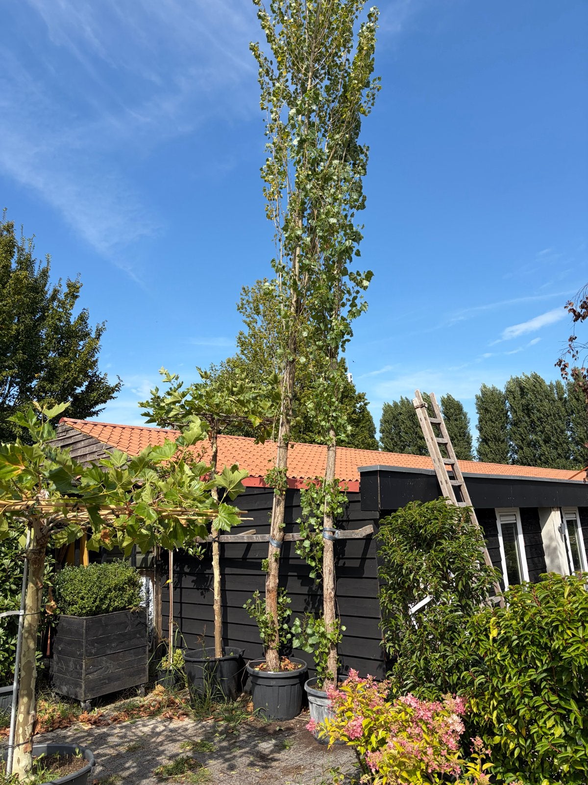 Sale 2 Italiaanse populieren 550/650 cm in boompotten, Bloeit niet, Ophalen of Verzenden, Zuilboom, 400 cm of meer