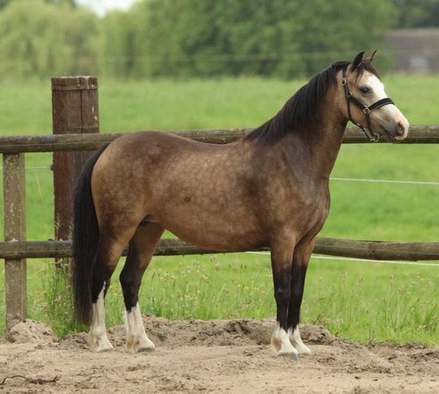Knappe valk c pony