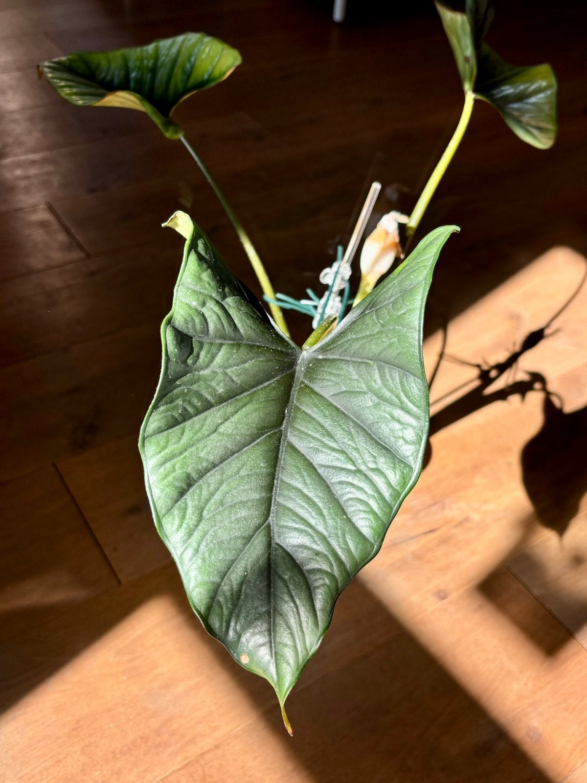 Alocasia Bisma Platinum, Ophalen, Overige soorten, Halfschaduw, Minder dan 100 cm