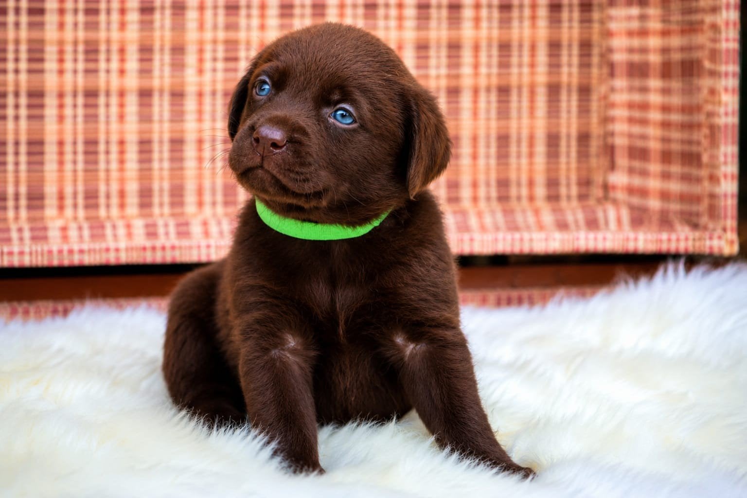 stabij x labarador  pups, Overige rassen, 8 tot 15 weken, Meerdere, Meerdere dieren