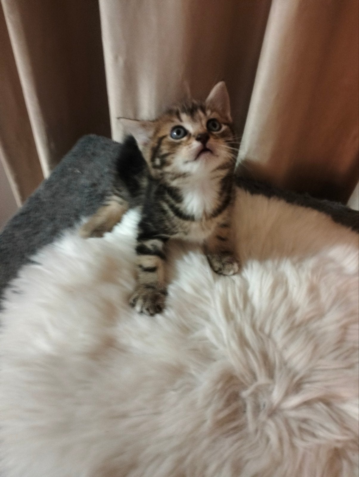 Schattige kittens op zoek naar liefde, Meerdere dieren, 0 tot 2 jaar