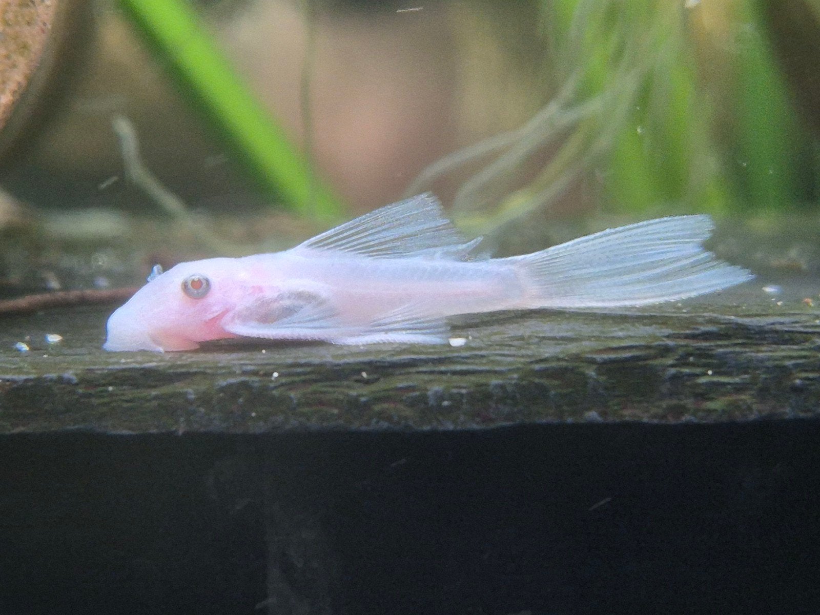L144 snowwhite algeters, Dieren en Toebehoren, Vis