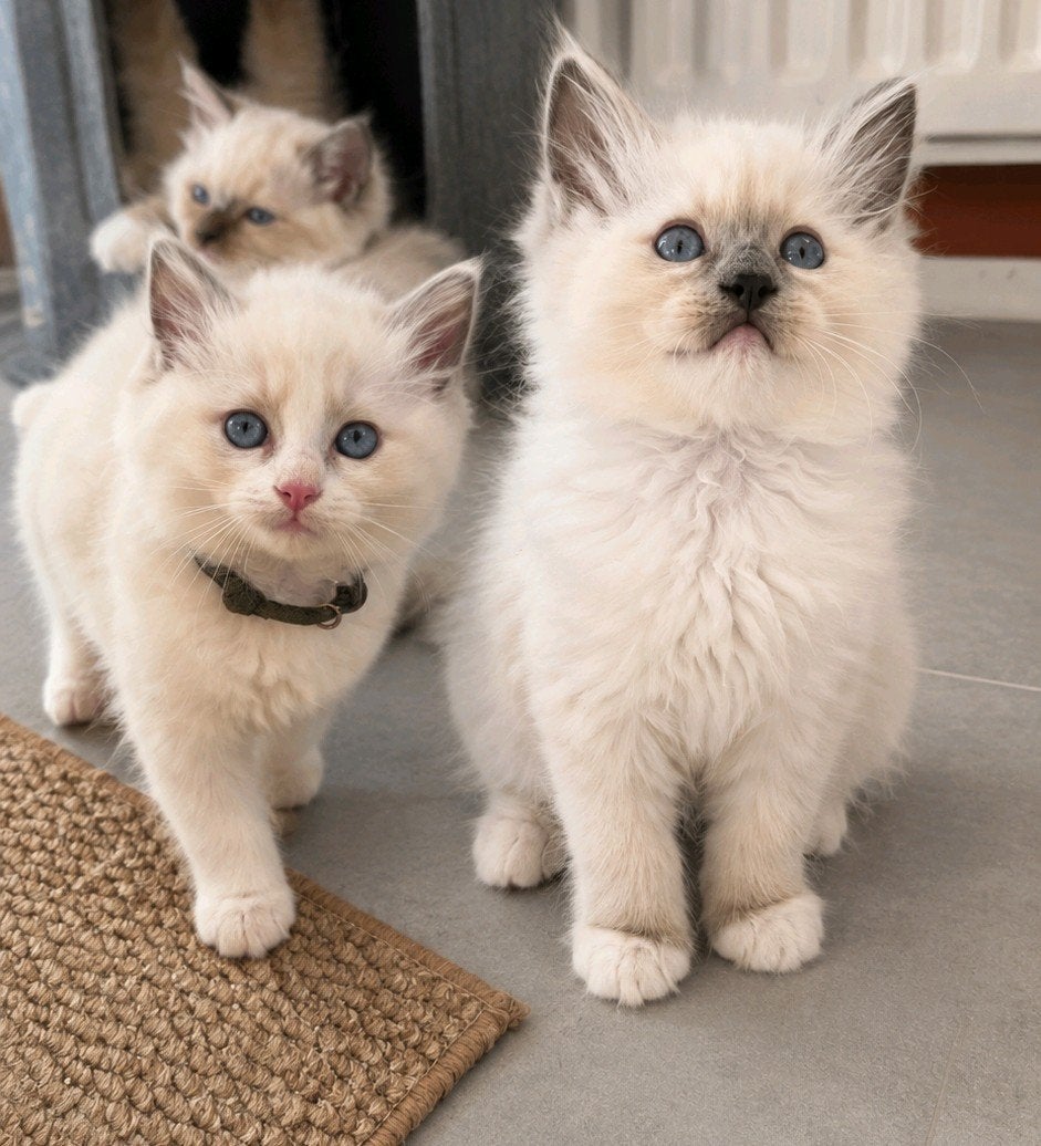 lieve knuffel ragdoll kittens met stamboom 2 dames zoeken🏠, Meerdere dieren, Met stamboom, 0 tot 2 jaar