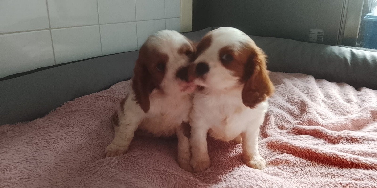 Lieve cavalier king charles spaniel pups teefjes, CDV (hondenziekte), 8 tot 15 weken, Teef, Eén hond