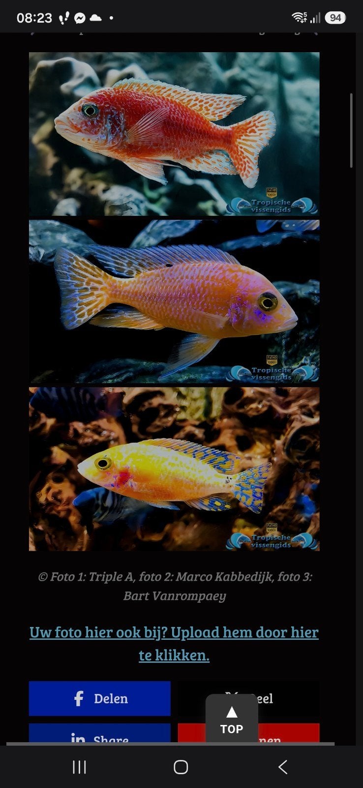 fire fish chiclide a 2 euro malawi, Vis, Zoetwatervis