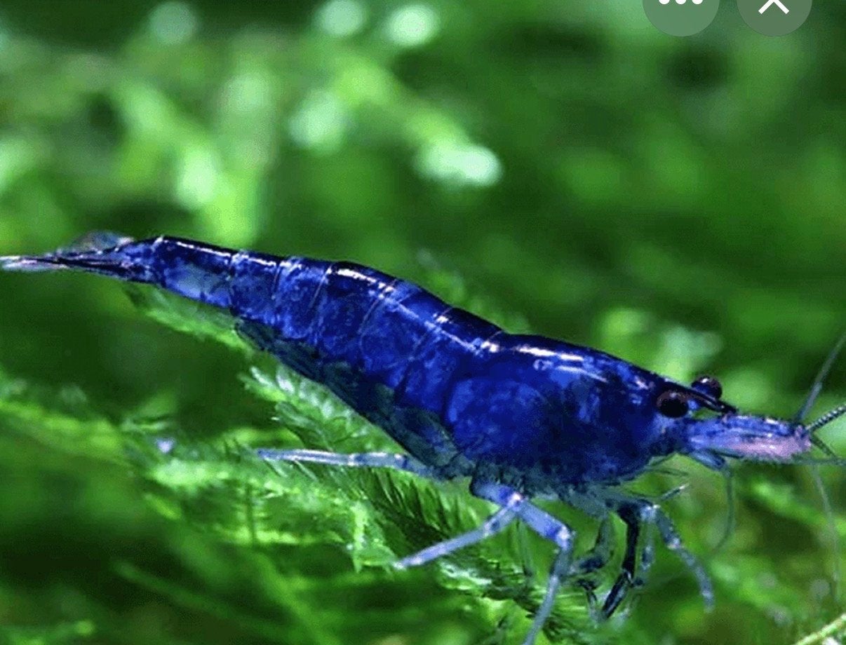 Neocadirina blue, Dieren en Toebehoren, Vissen | Aquariumvissen, Vis