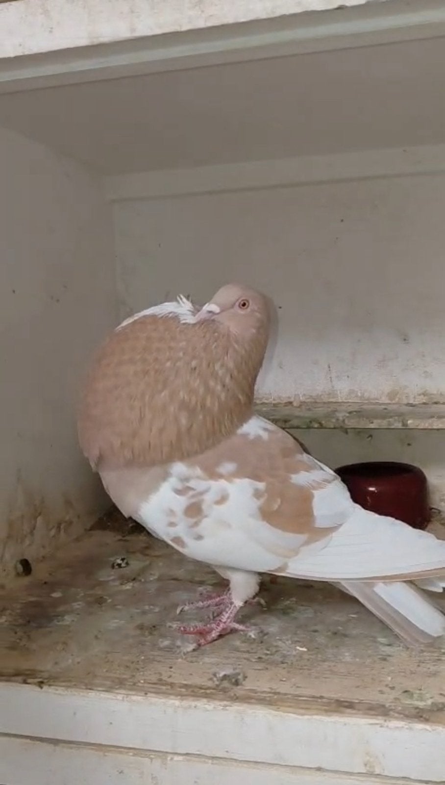 Ik zoek Gaditano s, Dieren en Toebehoren, Vogels | Duiven, Vrouwelijk
