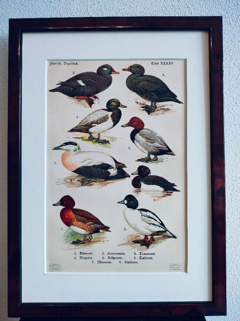Litho Floericke Eidereend Topper Zaagbek Kuifeend 1922, Ophalen of Verzenden