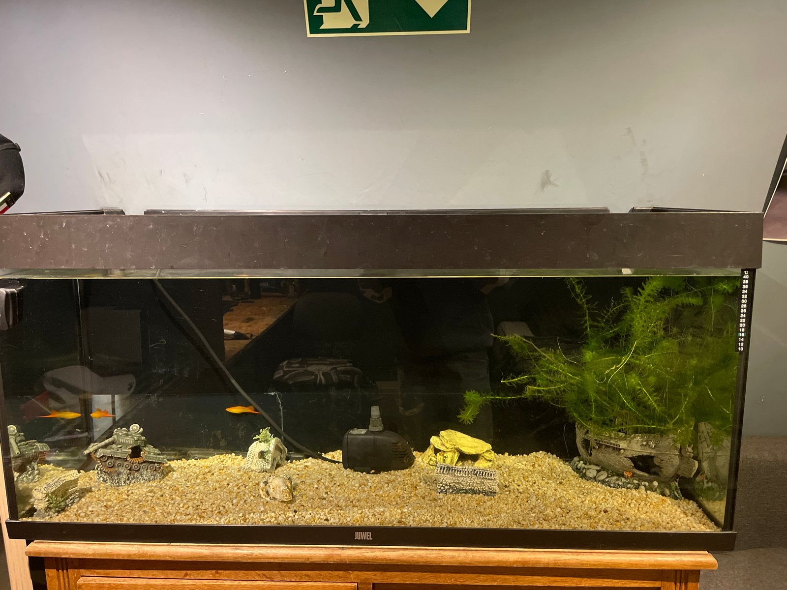 Juwel aquarium 300L, Ophalen, Juwel, Inclusief toebehoren, Gevuld zoetwateraquarium