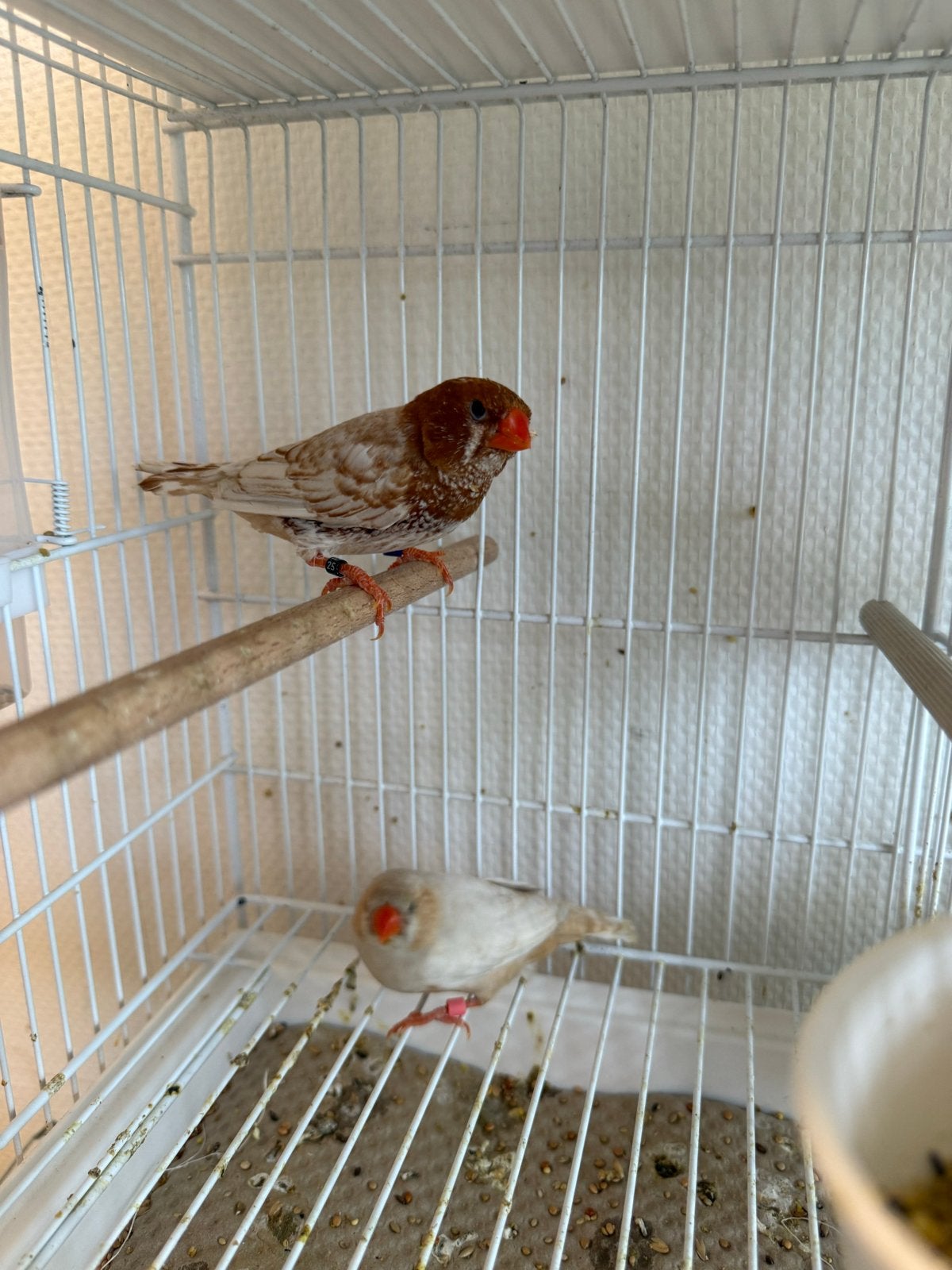 3 Jonge Isabel Zebravinken (2 Mannen, 1 Pop) – Nijmegen, Dieren en Toebehoren, Vogels | Overige Vogels, Meerdere dieren