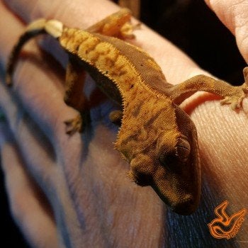 Correlophus ciliatus Crested Gecko photo 2