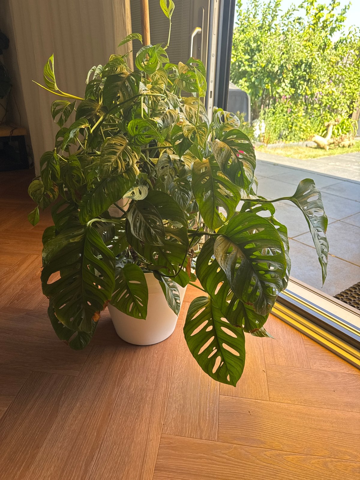 Monstera Monkey Mask - Zonder pot (pot optioneel), Huis en Inrichting, Kamerplanten, Overige soorten, Minder dan 100 cm, Groene kamerplant