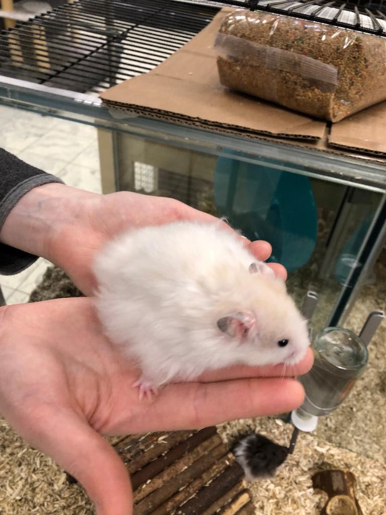 Syrische hamster / Goudhamster man (10wkn), Hamster, Februari, Mannelijk, Tam
