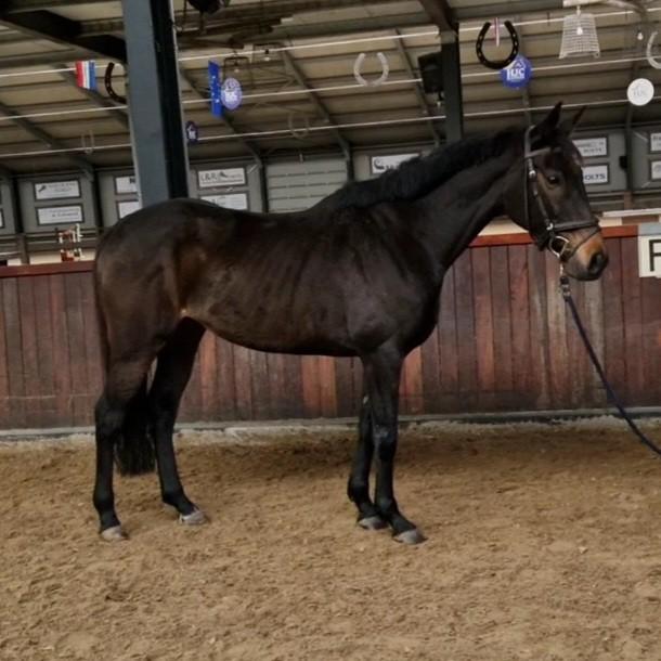 Super brave 9 jarige allround merrie, Merrie, B, 7 tot 10 jaar, 160 tot 165 cm