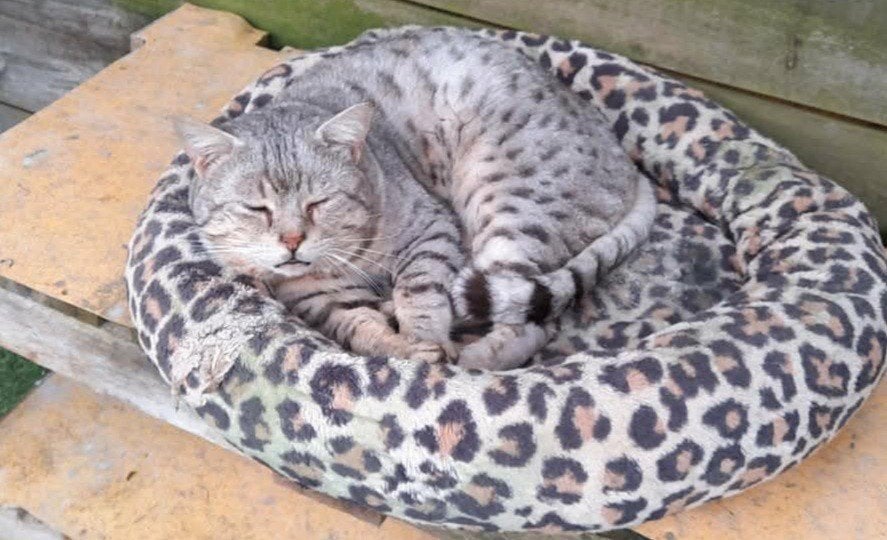 savannah kater zoekt nieuwe huisje., Kater, Gechipt