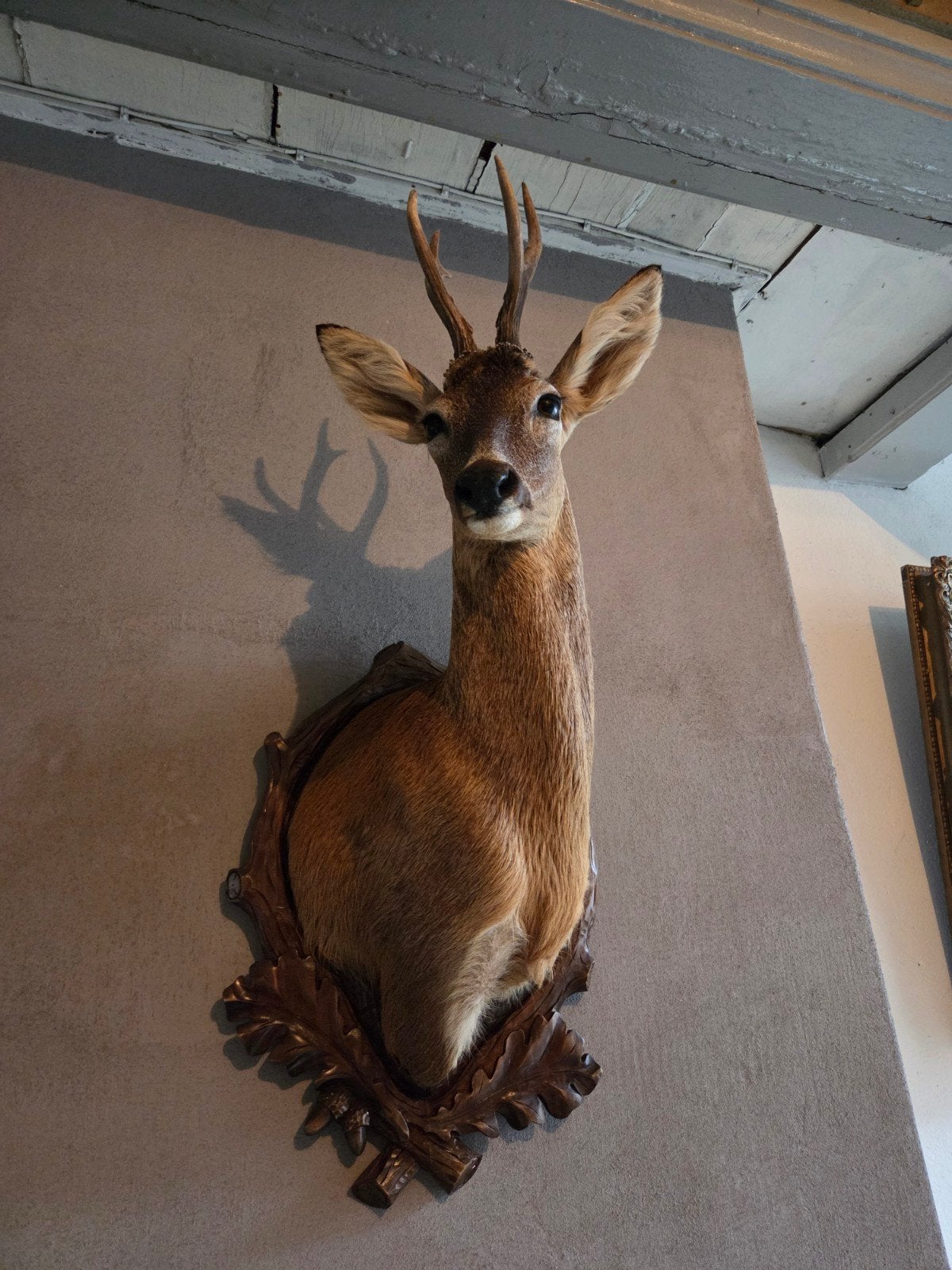 Taxidermie Reebok - Prachtig opgezet, Verzamelen, Dierenverzamelingen, Ophalen, Zo goed als nieuw, Hert, Opgezet dier