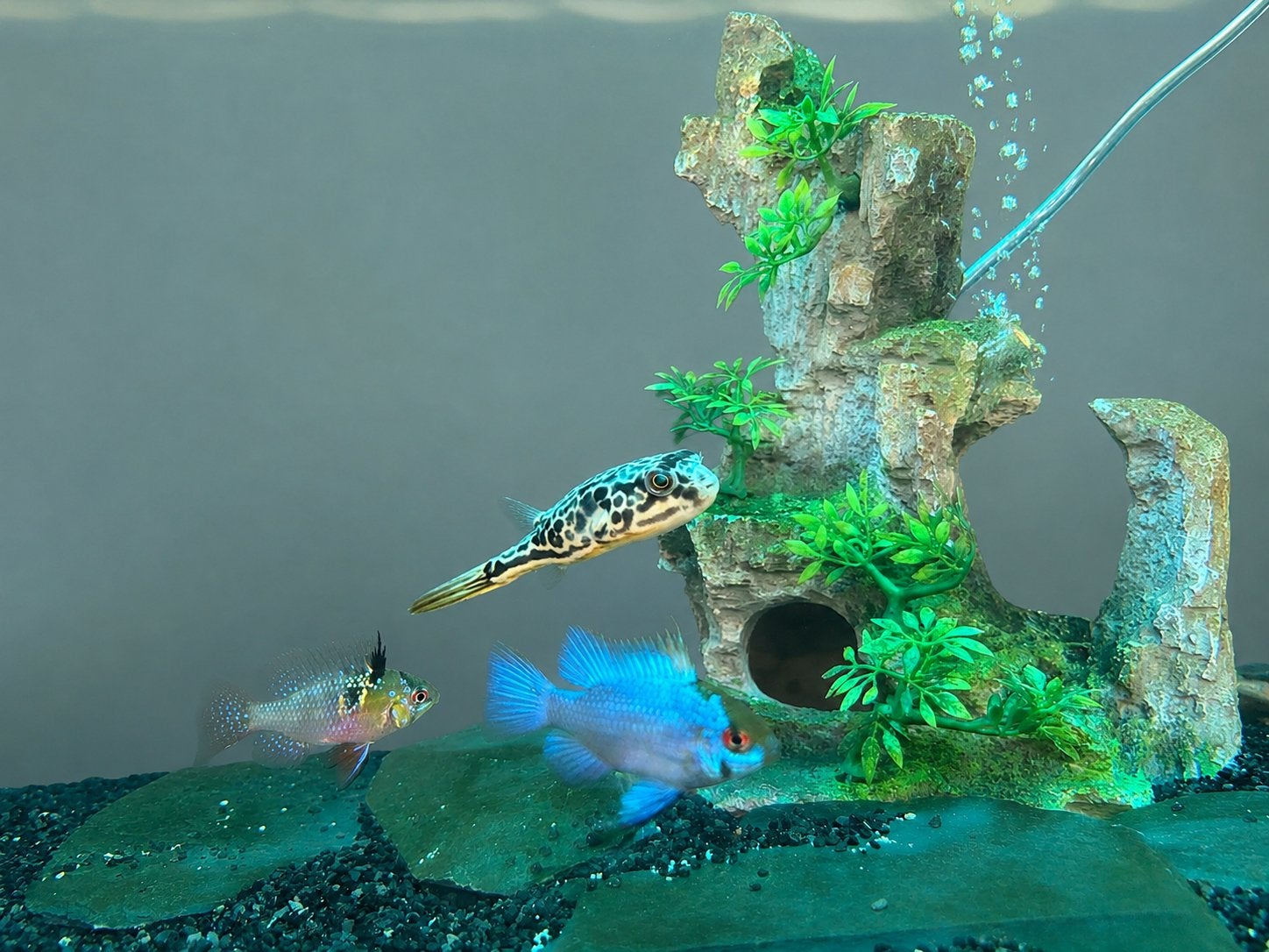 Tetraodon MBU - Kogelvis - Cichla - Crenicichla, Dieren en Toebehoren, Vissen | Aquariumvissen, Vis