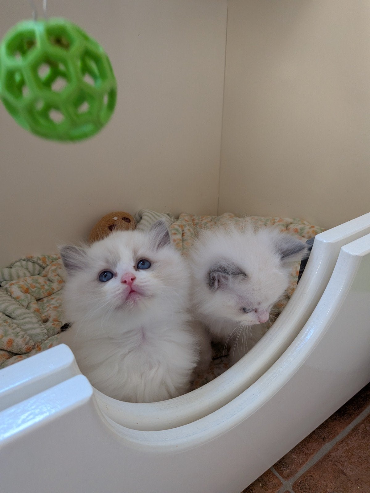 ragdoll kittens met stamboom, Kater, Met stamboom, 0 tot 2 jaar