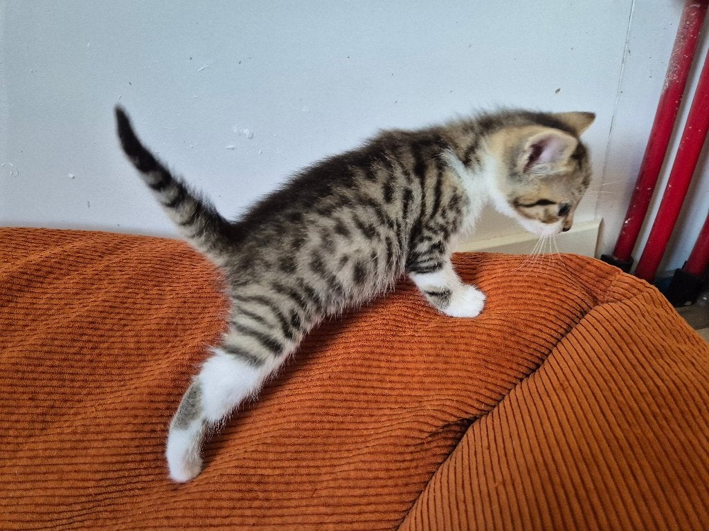 Kitten, Dieren en Toebehoren, Katten en Kittens | Raskatten | Korthaar, Poes, 0 tot 2 jaar, Ontwormd