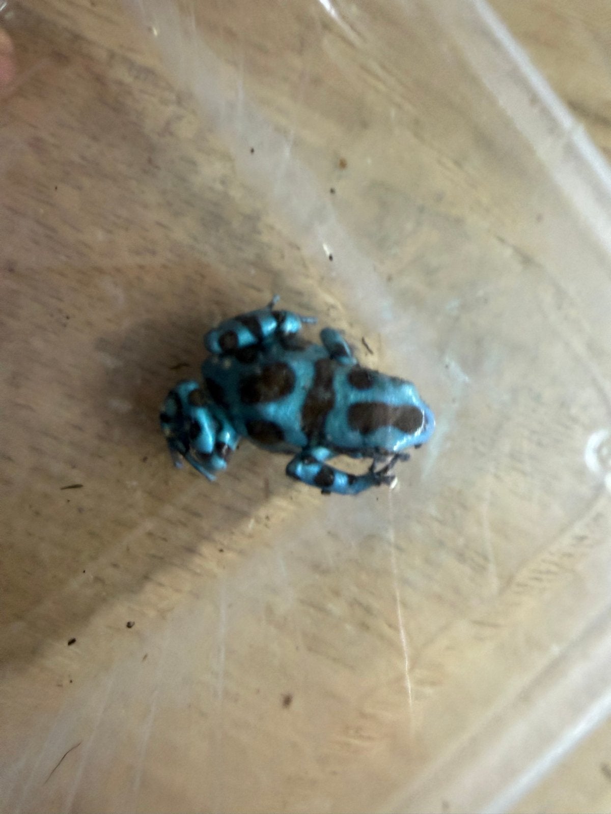 Te koop auratus el cope, Slang, 0 tot 2 jaar