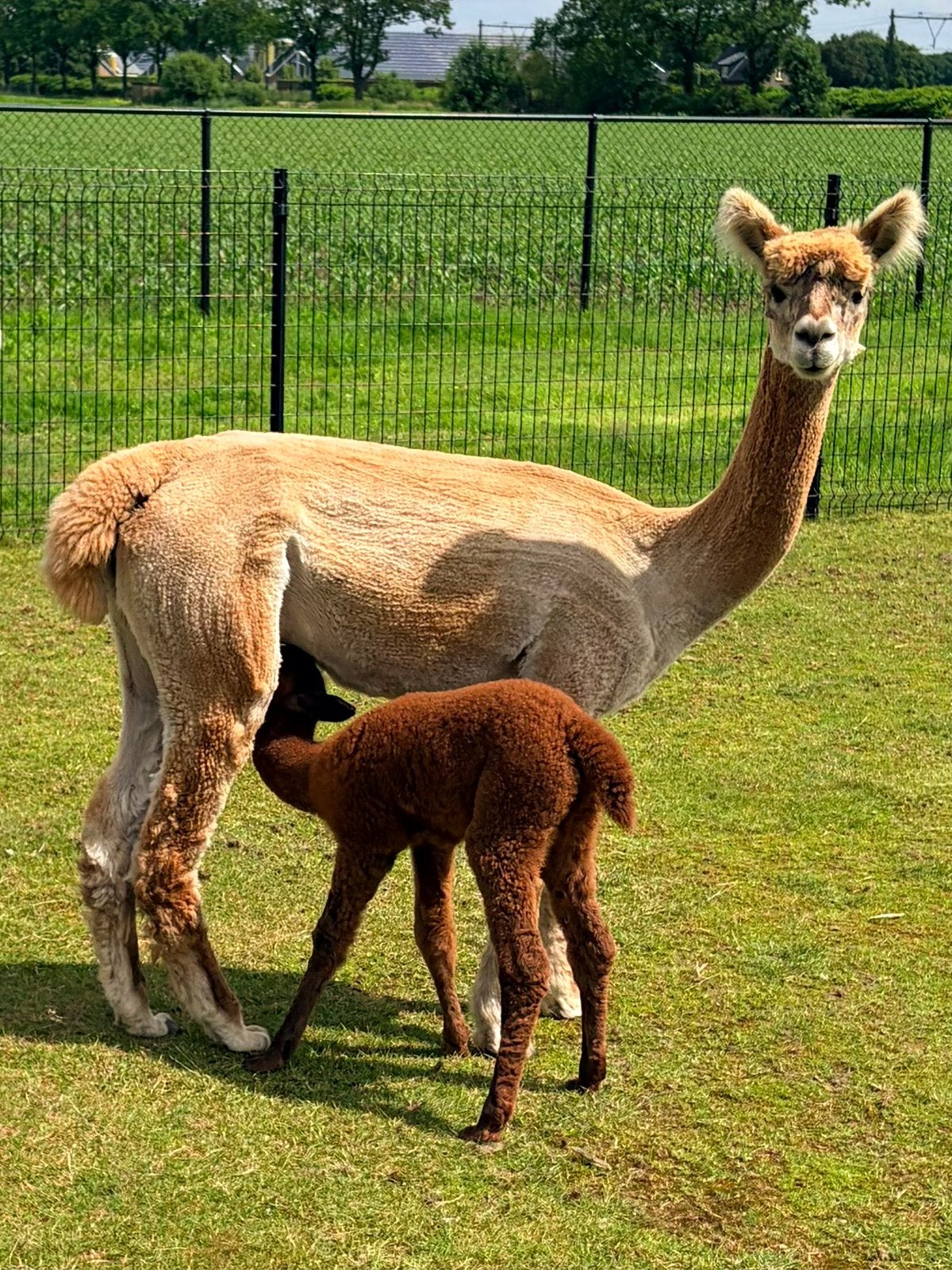 Alpaca merrie 3 jr en merrie veulen, fokgeschikt, halstermak, Juni, Vrouwelijk