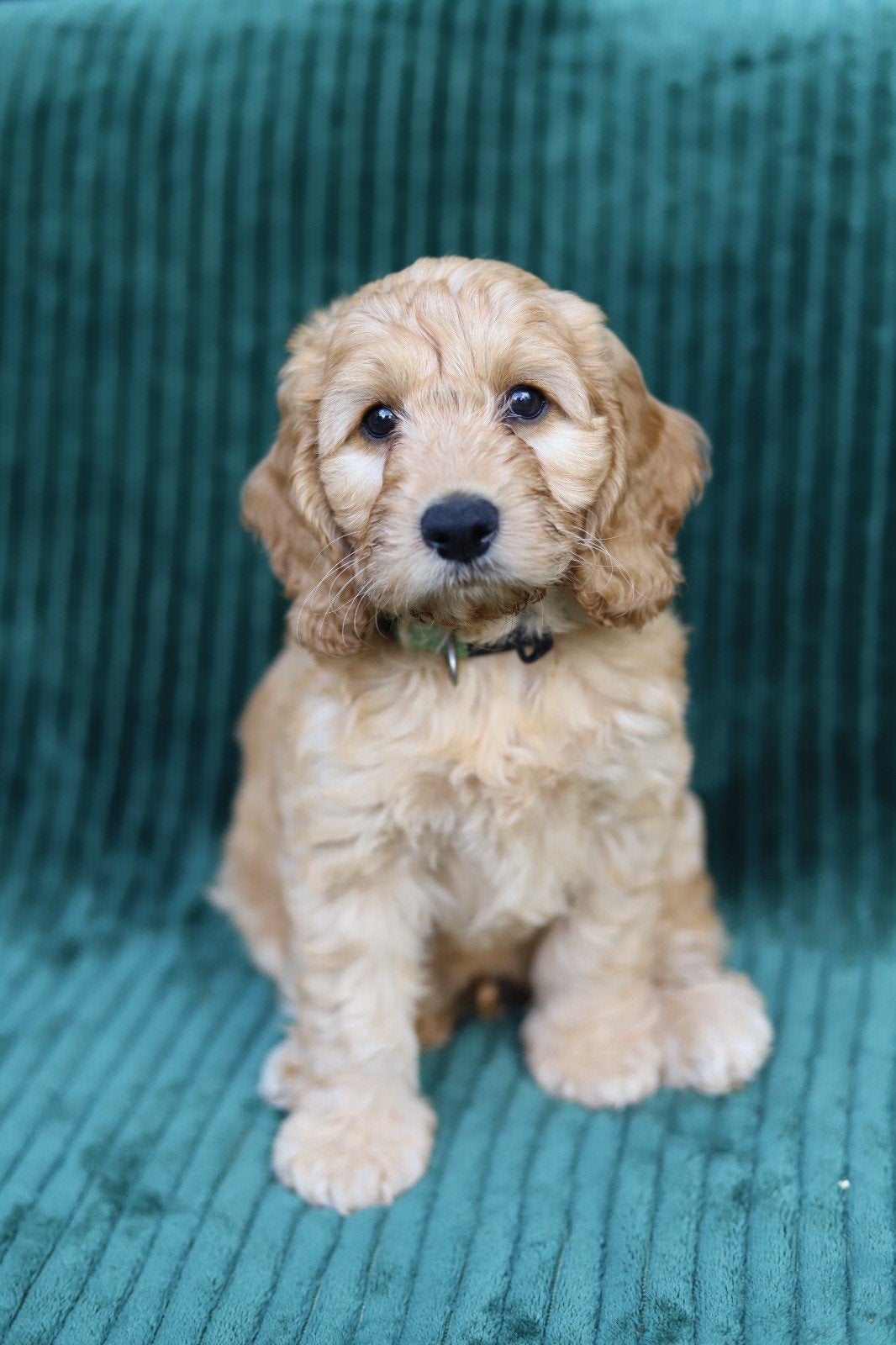 Cockapoo reutje, Dieren en Toebehoren, Honden | Retrievers, Spaniëls en Waterhonden, Parvo, 8 tot 15 weken, Eén hond, Nederland