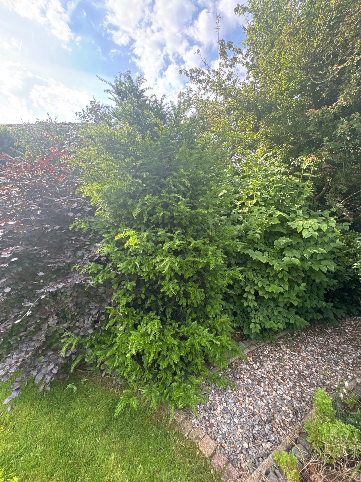Grote Taxus boom voor tuin of landschap, Tuin en Terras, Planten | Bomen, Ophalen, Bloeit niet, Halfschaduw, Overige soorten