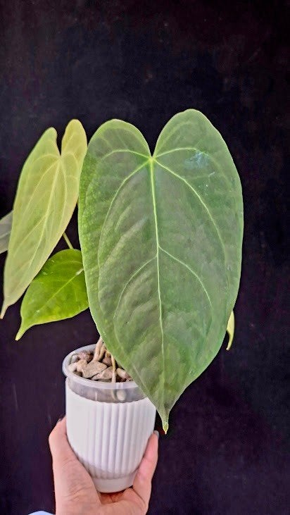 Anthurium Super Silver x Indo Portillae, Huis en Inrichting, Kamerplanten, Groene kamerplant, Ophalen of Verzenden, Halfschaduw