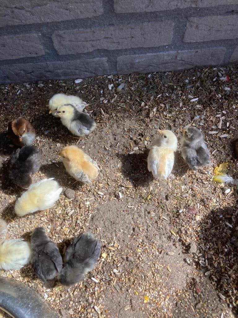 Serama kuikens en broedeieren  en  volwassen seramas, Dieren en Toebehoren, Pluimvee, Vrouwelijk, Kip