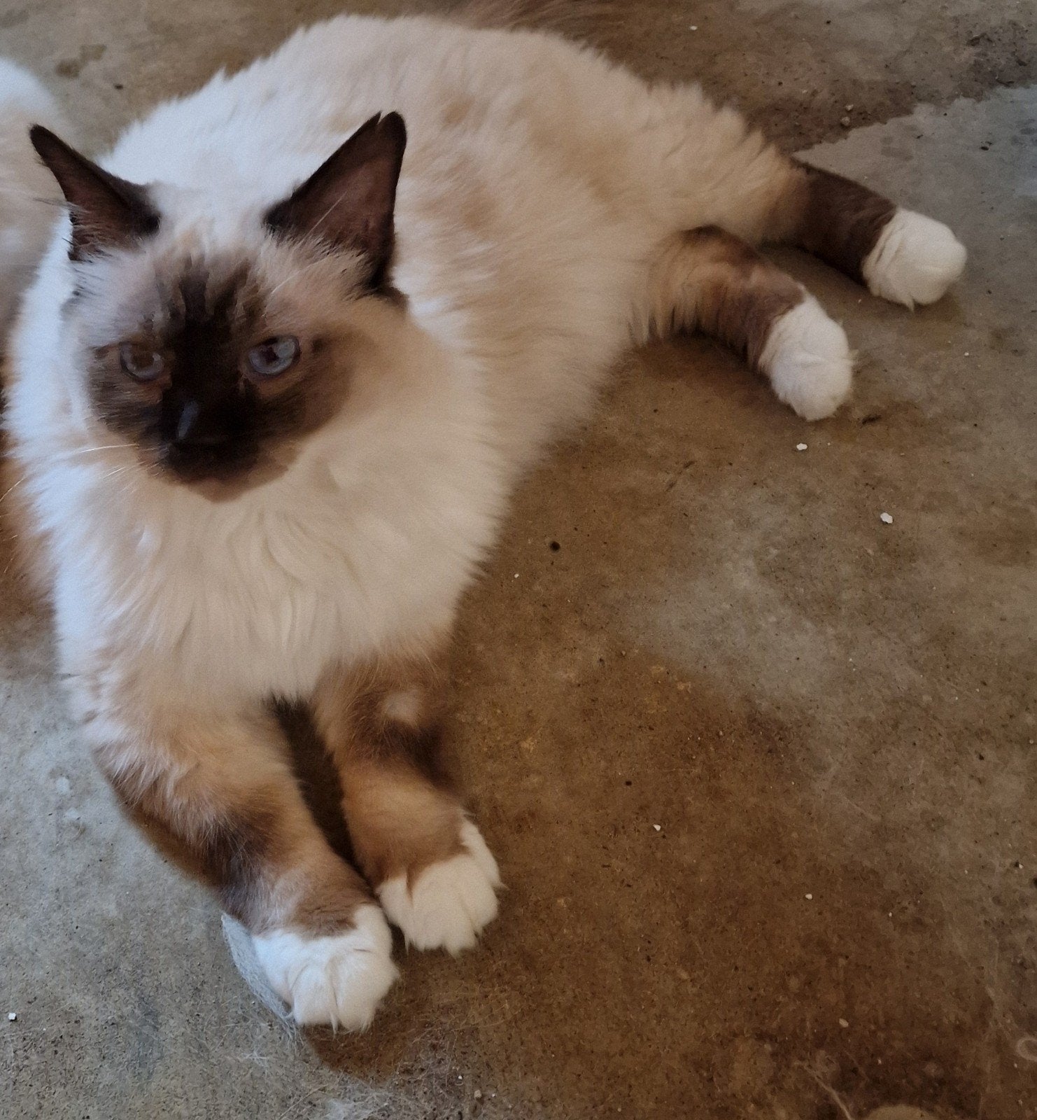 herplaatser te koop Heilige Birmaan, Kater, Gechipt, 6 jaar of ouder