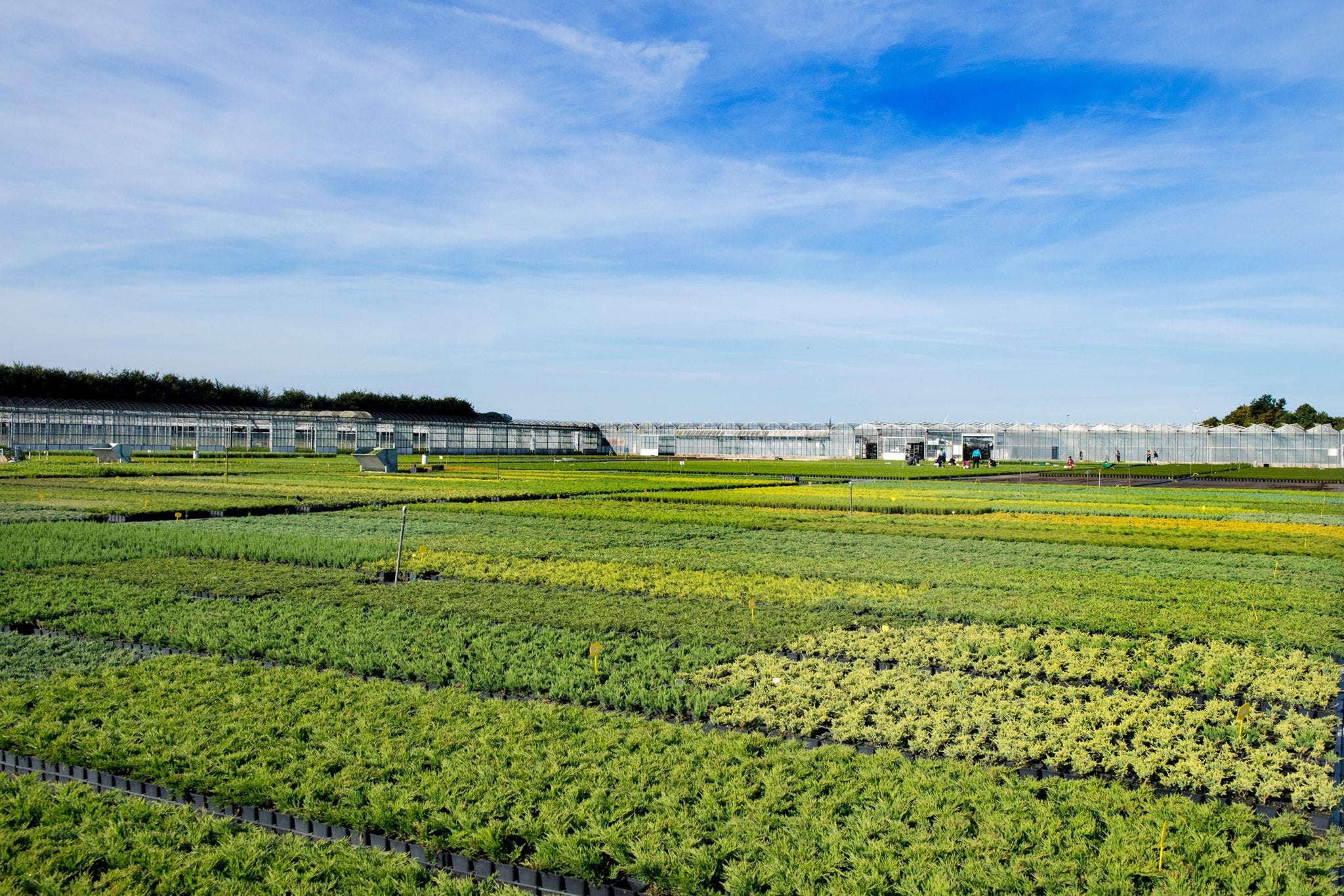 Stage tuinplantenkwekerij, Vacatures, Vacatures | Landbouw, Natuur en Milieu, Variabele uren, Overige niveaus, Tijdelijk contract