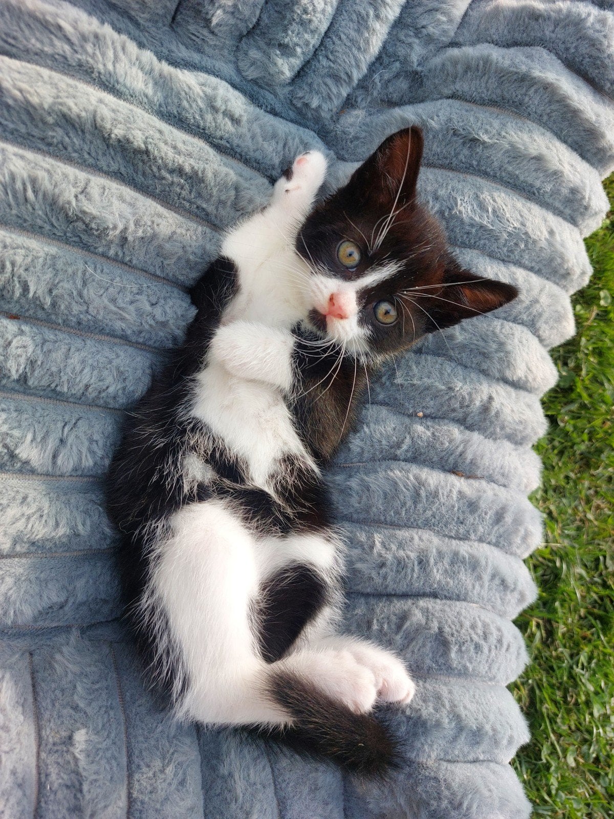 4 lieve kittens opzoek naar een goed huisje, Meerdere dieren, Kortharig, 0 tot 2 jaar
