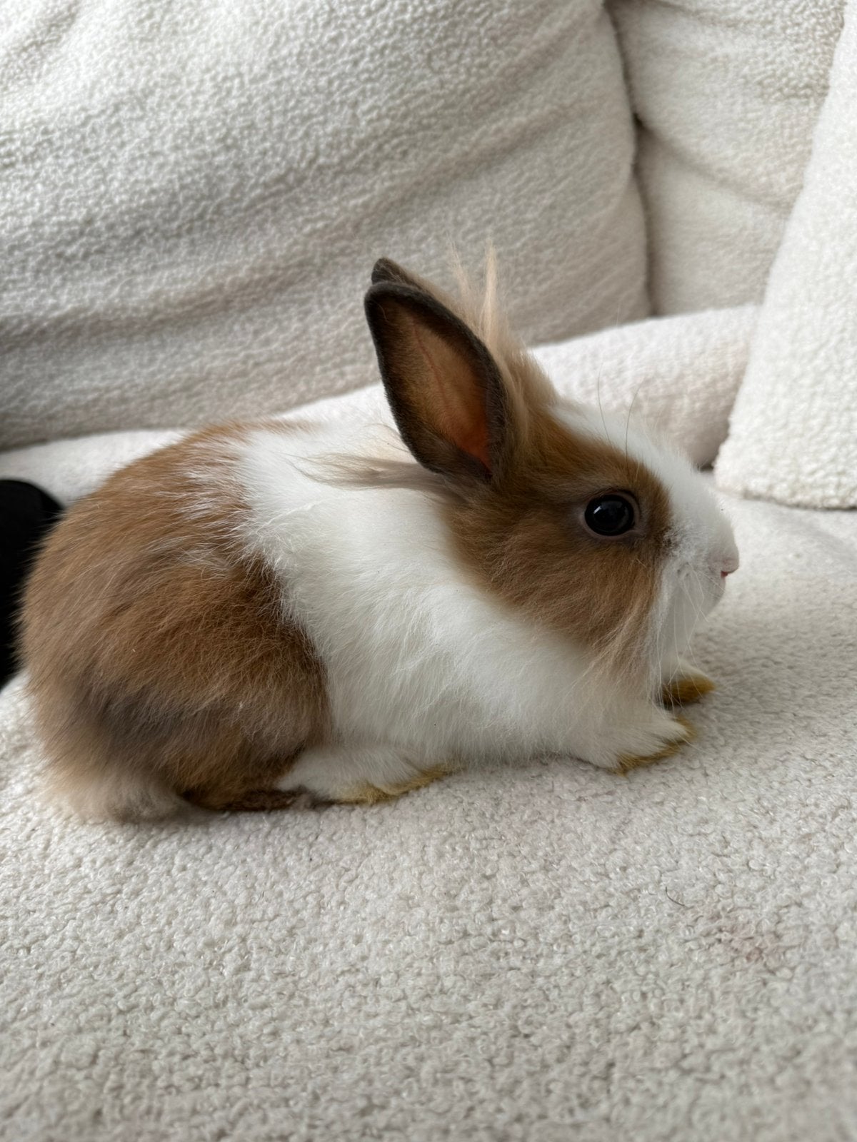 Schattige leeuwenkop konijntjes, Dieren en Toebehoren, Konijnen, Meerdere dieren, Dwerg, 0 tot 2 jaar